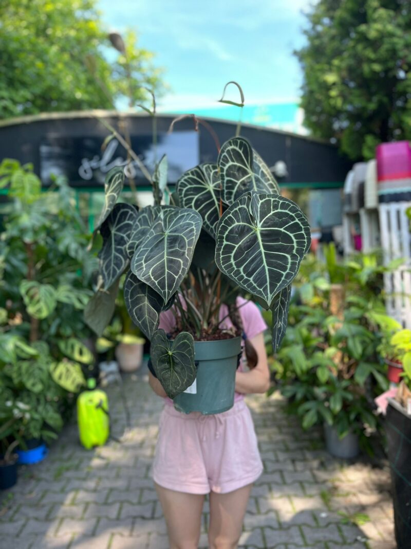 Anthurium Clarinervium Anthurium Clarinervium