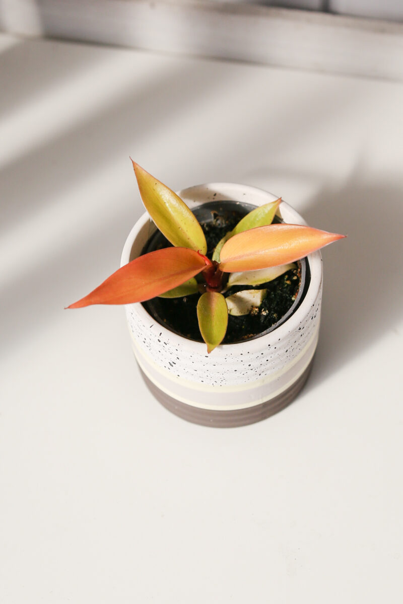 Philodendron Prince of Orange Philodendron Prince of Orange