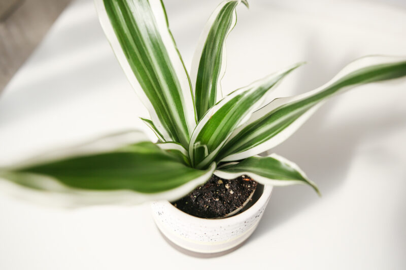 Dracena deremensis white Dracena deremensis white