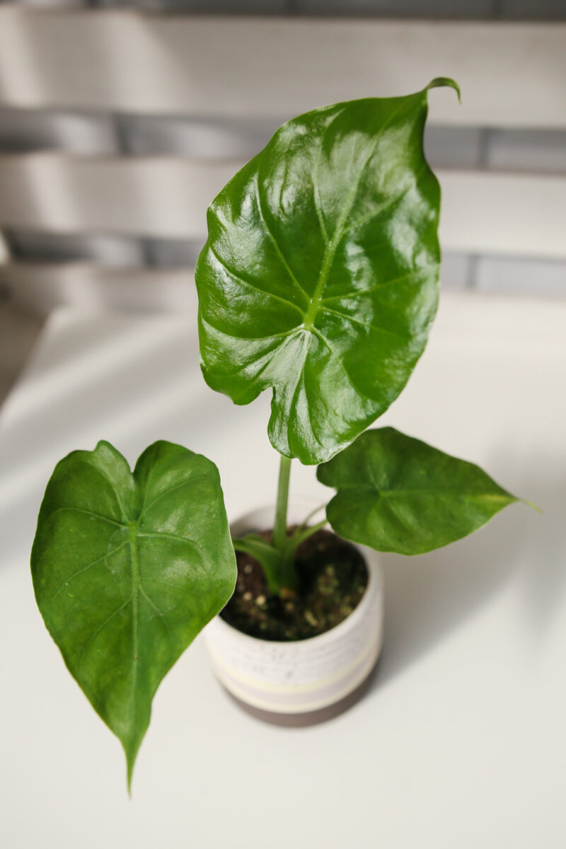 Alocasia Calidora Alocasia Calidora