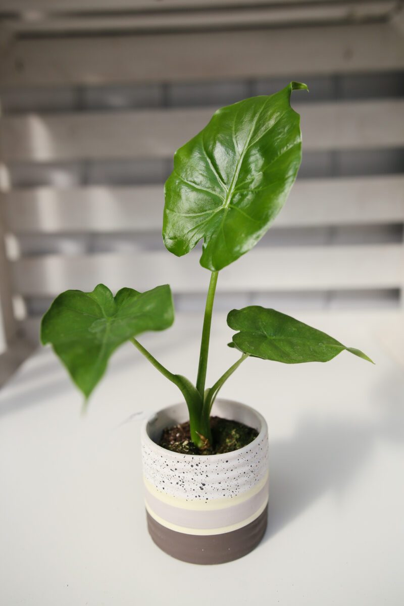 Alocasia Calidora