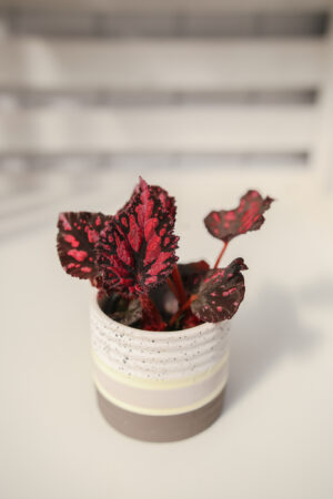 Begonia PINK POP
