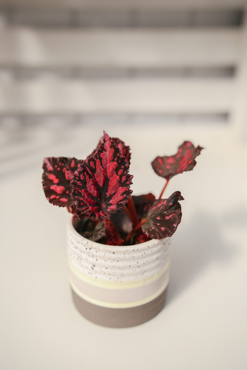 Begonia PINK POP
