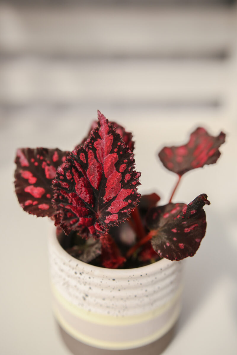 Begonia PINK POP Begonia PINK POP