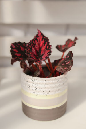 Begonia PINK POP
