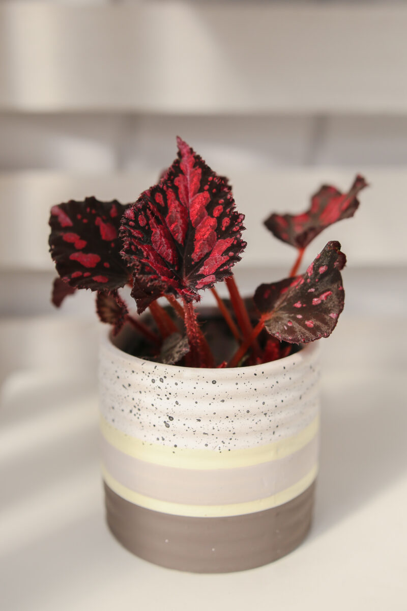 Begonia PINK POP