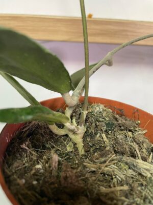 Hoya Corneri