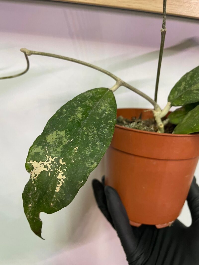 Hoya Corneri
