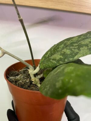 Hoya Corneri