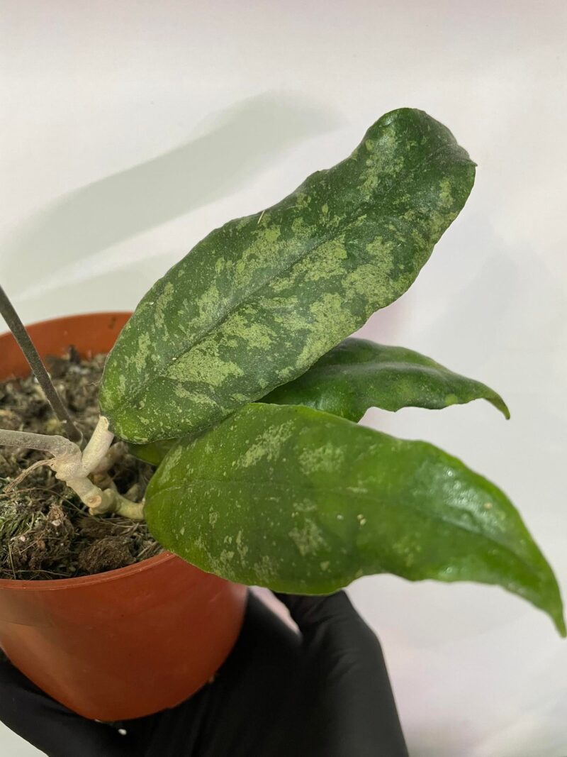 Hoya Corneri
