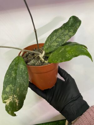 Hoya Corneri