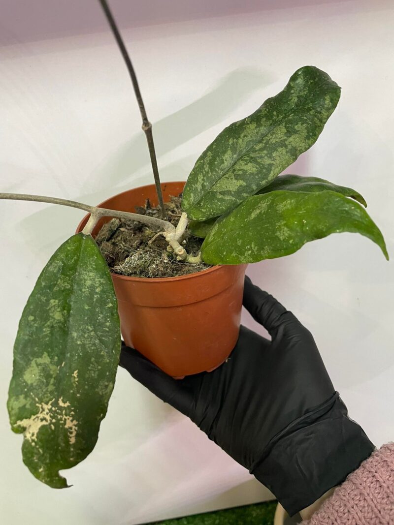 Hoya Corneri
