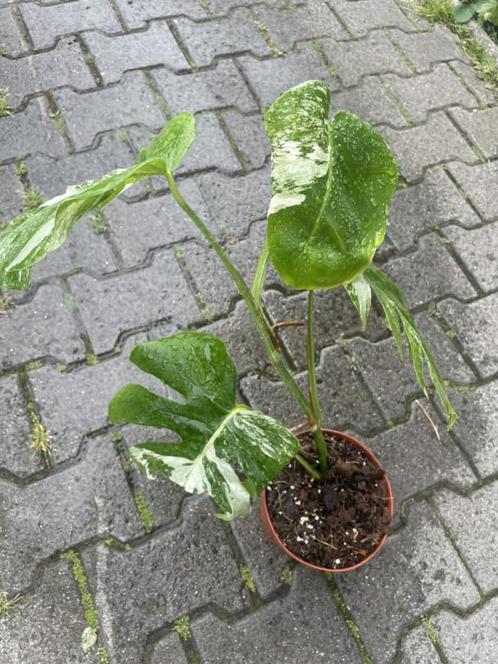 Monstera Variegata II Kategoria Monstera Variegata II Kategoria