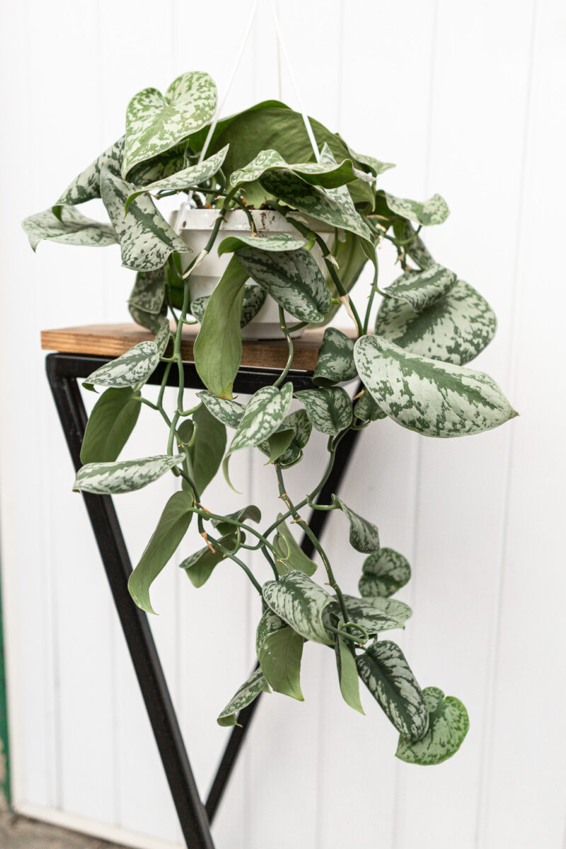 Scindapsus pictus Trebie