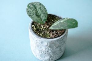 Hoya Obovata Splash