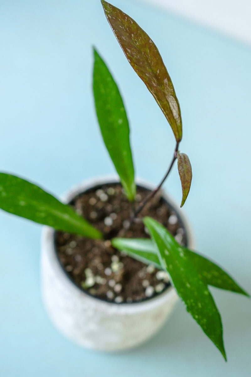 Hoya pubicalyx