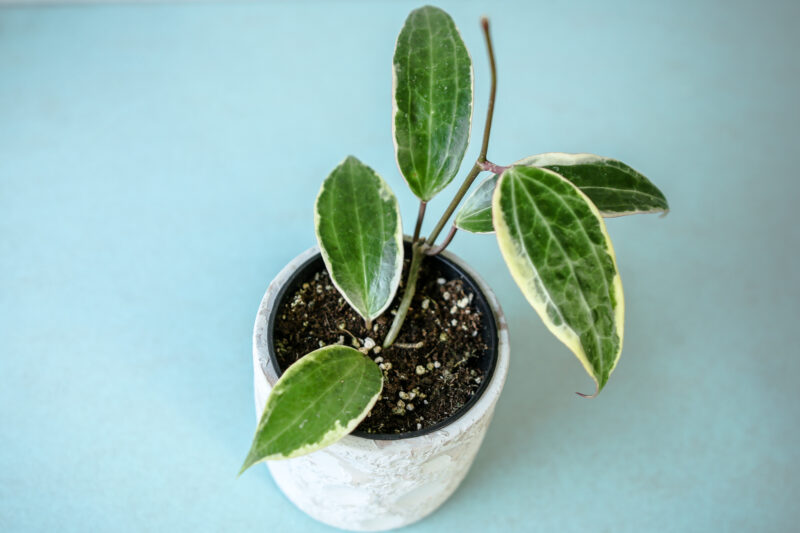 Hoya Macrophylla Albomarginata Variegata Hoya Macrophylla Albomarginata Variegata