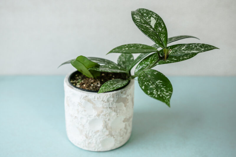 Hoya Carnosa Splash