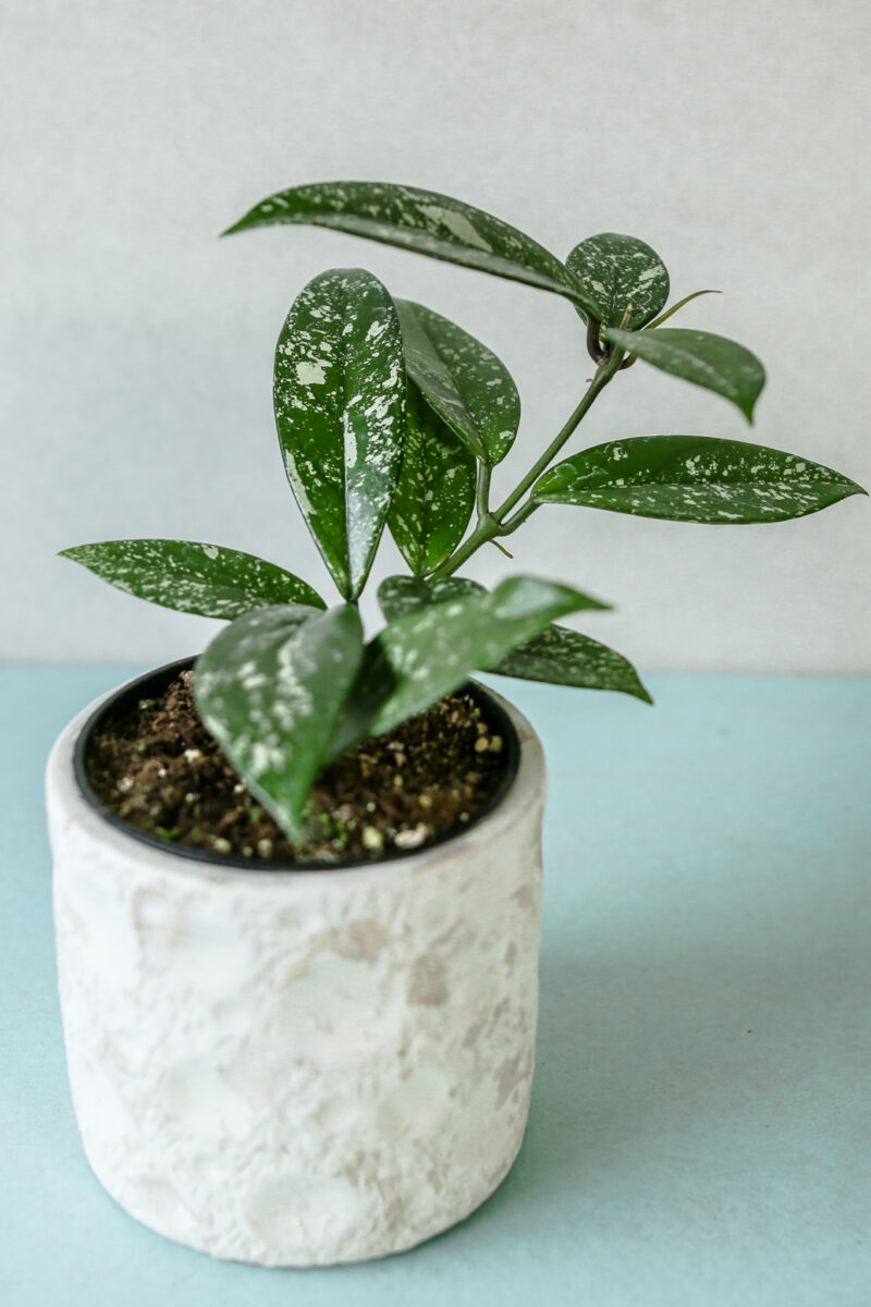 Hoya Carnosa Splash