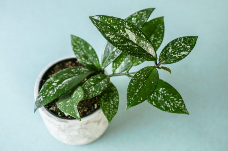 Hoya Carnosa Splash Hoya Carnosa Splash