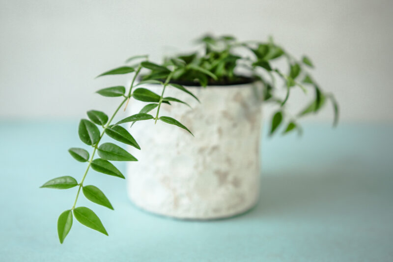 Hoya Bella