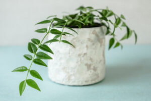 Hoya Bella