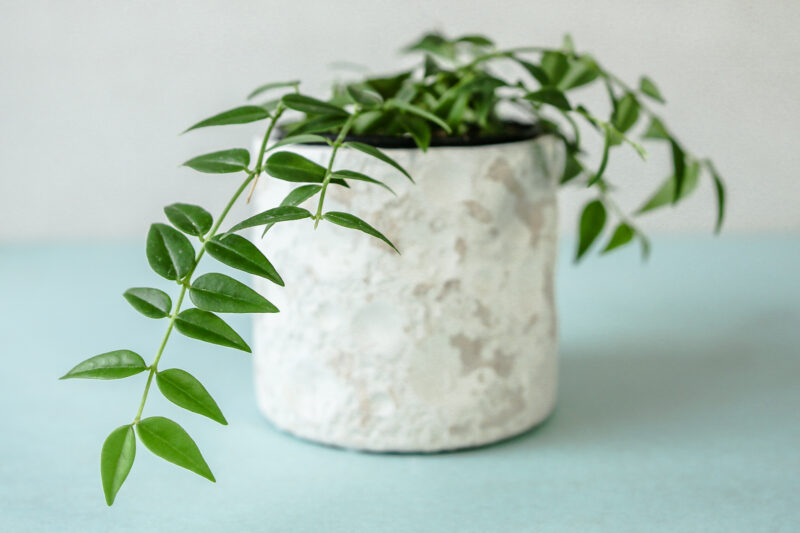 Hoya Bella