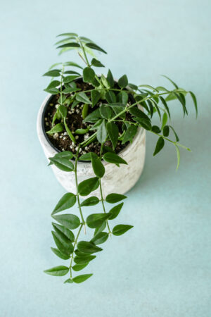 Hoya Bella