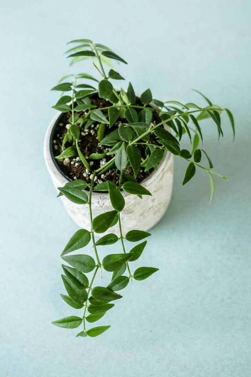 Hoya Bella
