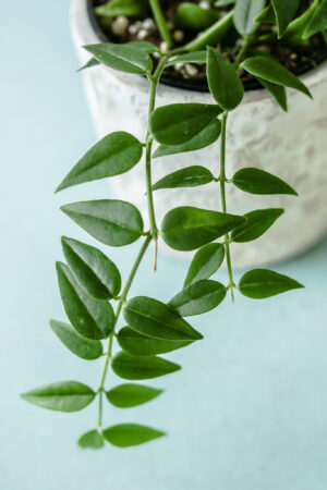 Hoya Bella