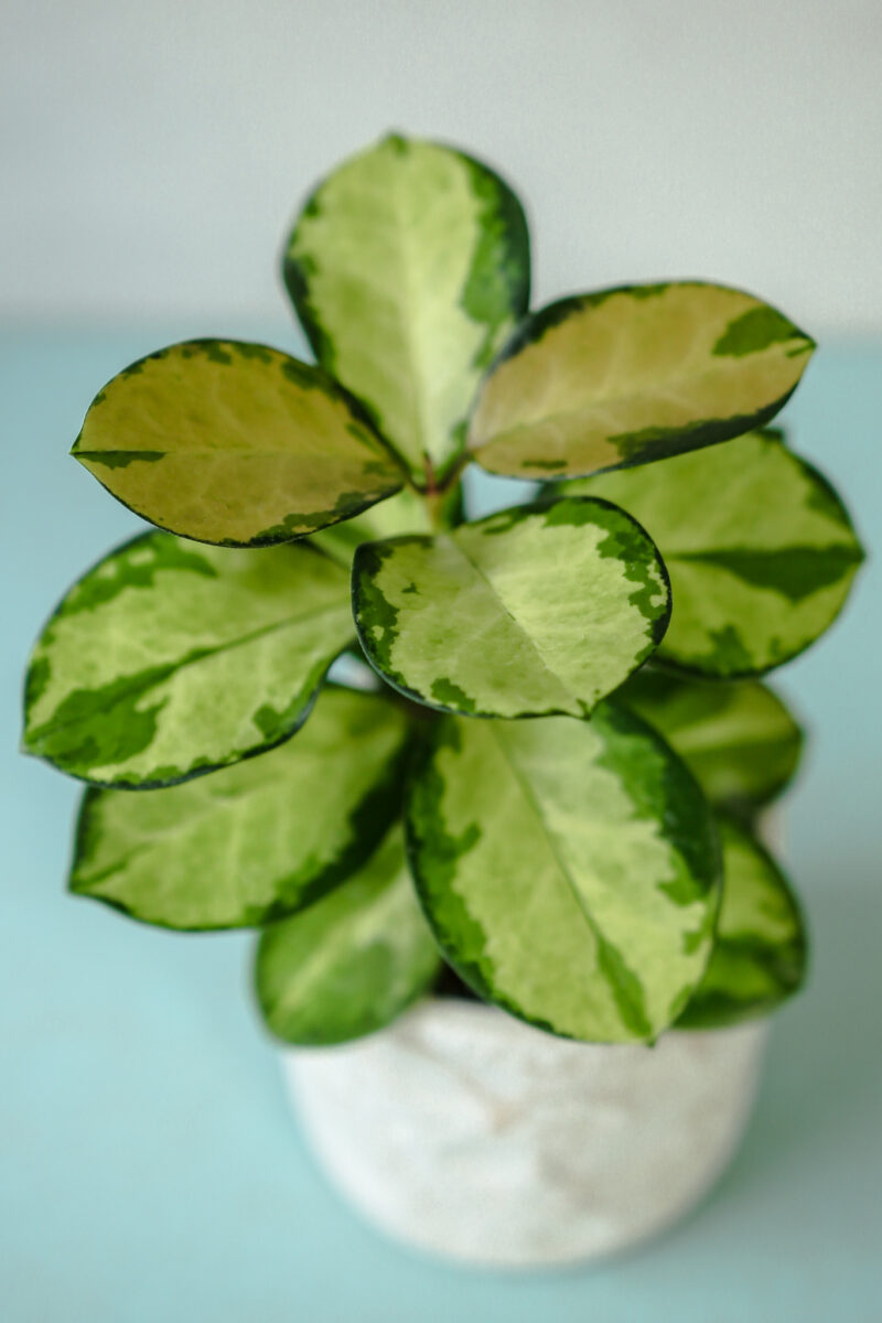 Hoya Australis Lisa