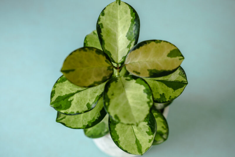 Hoya Australis Lisa