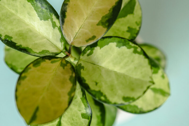 Hoya Australis Lisa