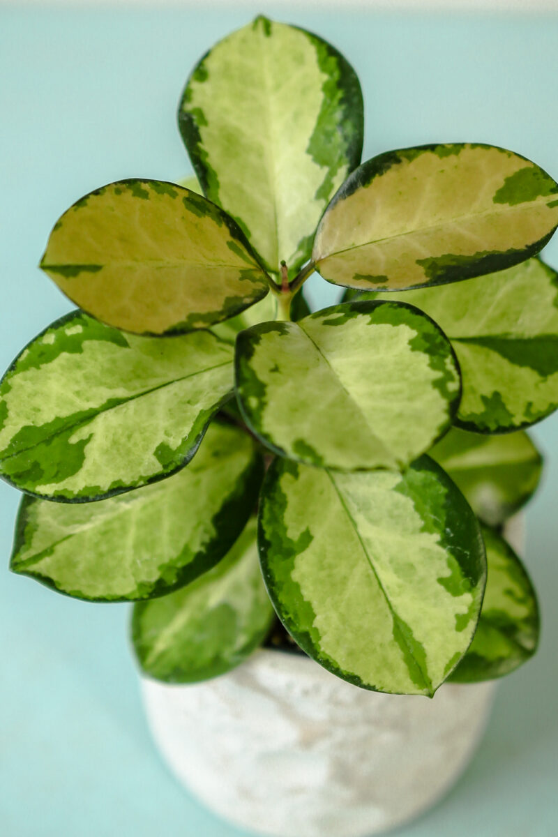 Hoya Australis Lisa