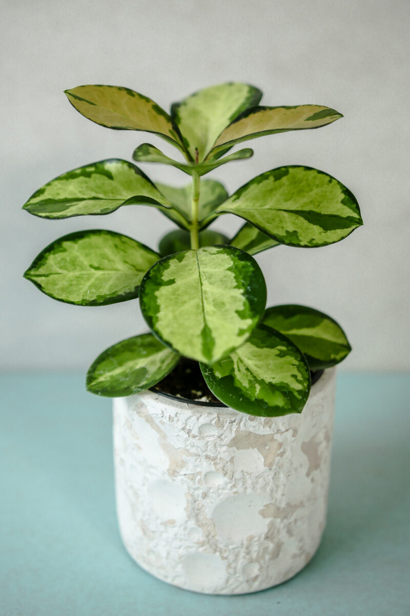 Hoya Australis Lisa