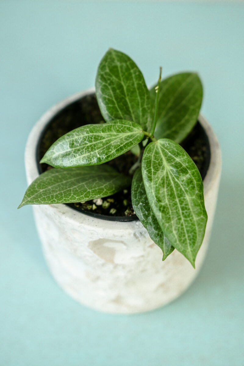 Hoya Fitchii