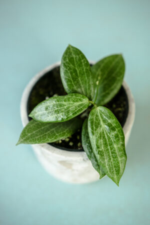 Hoya Fitchii