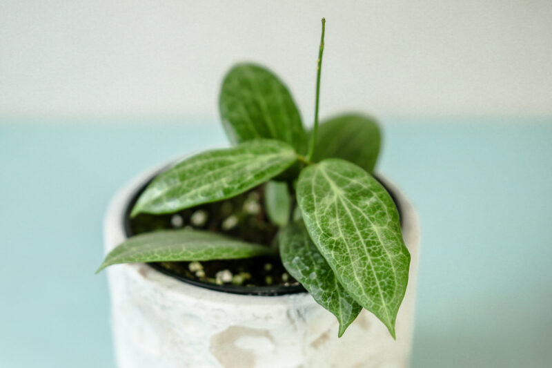 Hoya Fitchii