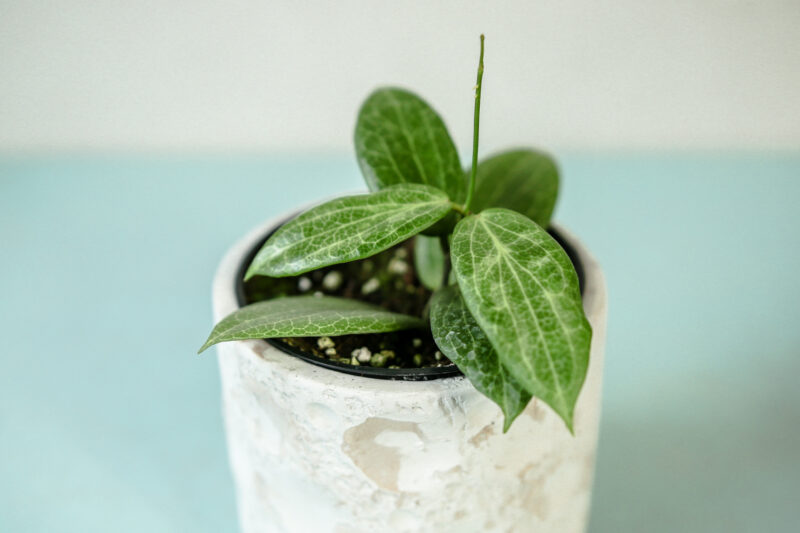 Hoya Fitchii