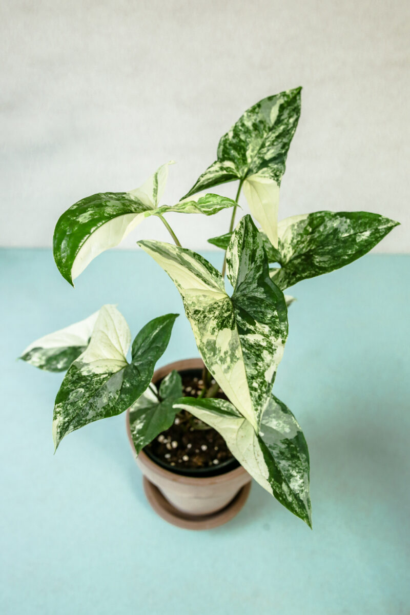 Syngonium Emerald Gem Syngonium Emerald Gem