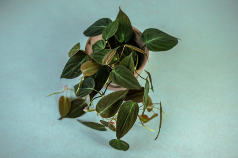 Philodendron Micans
