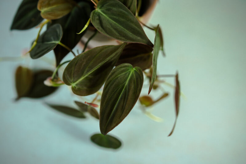 Philodendron Micans