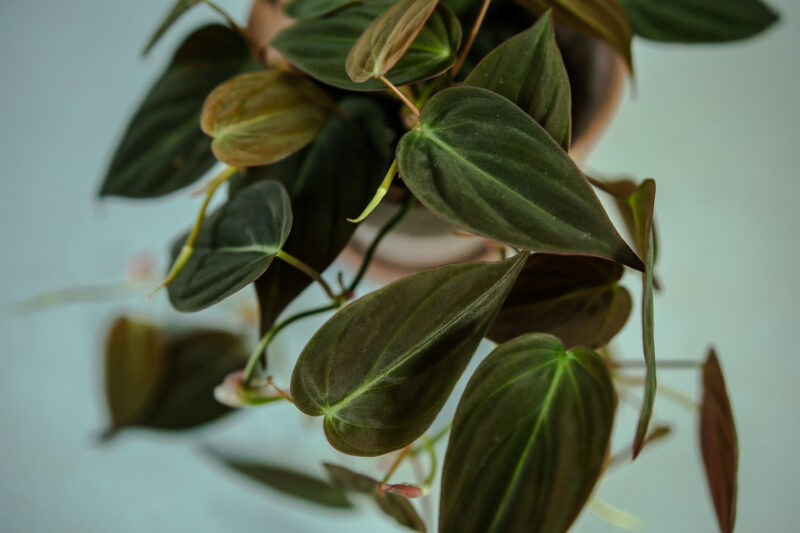 Philodendron Micans