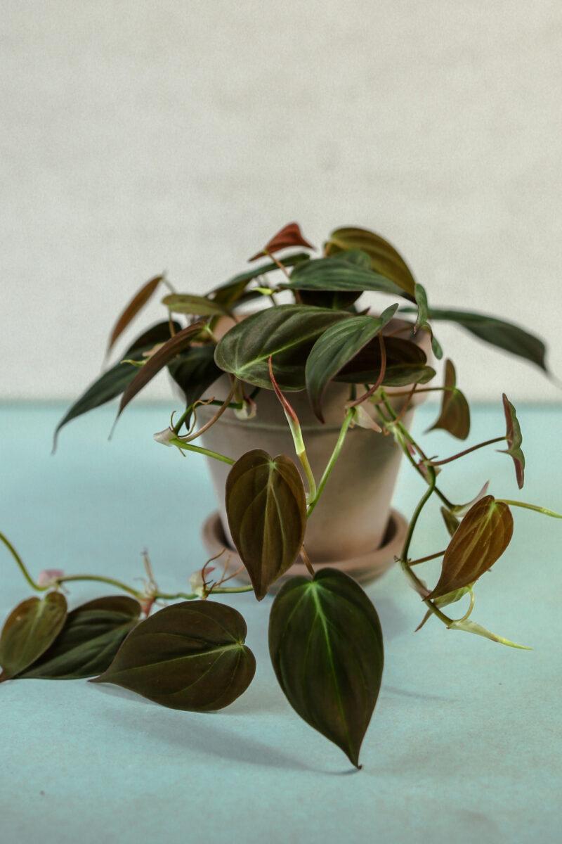 Philodendron Micans
