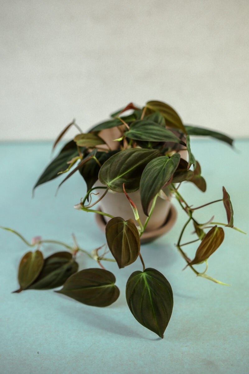 Philodendron Micans