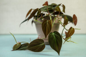 Philodendron Micans
