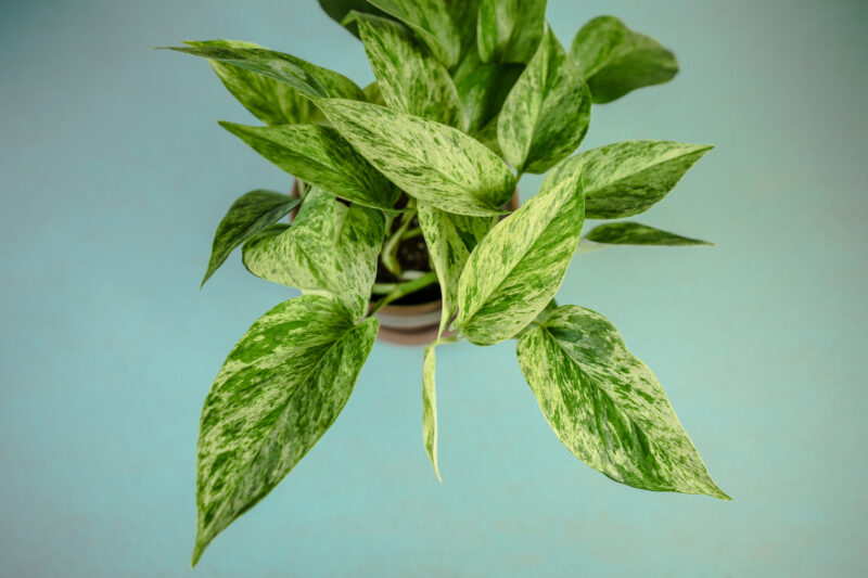 Epipremnum Marble Queen