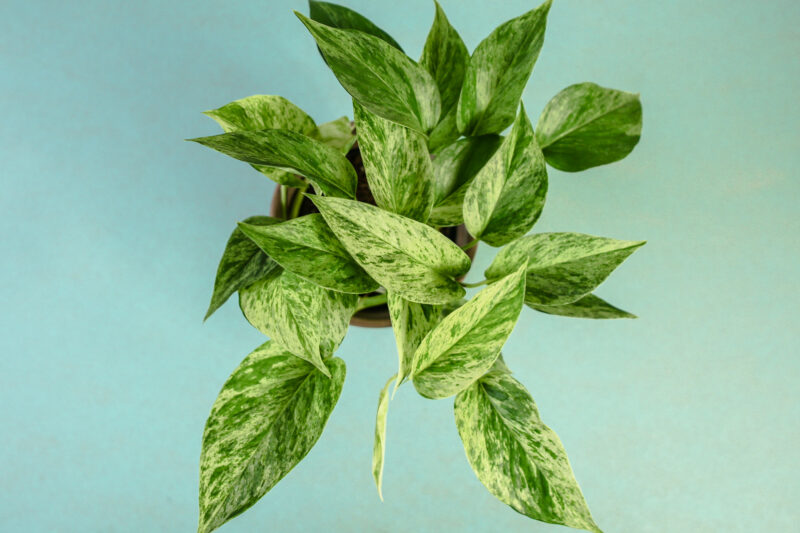 Epipremnum Marble Queen Epipremnum Marble Queen