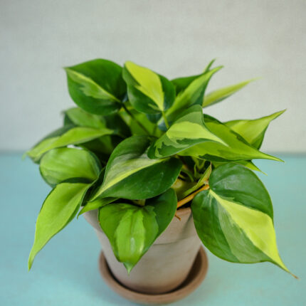 Philodendron scandens Brasil