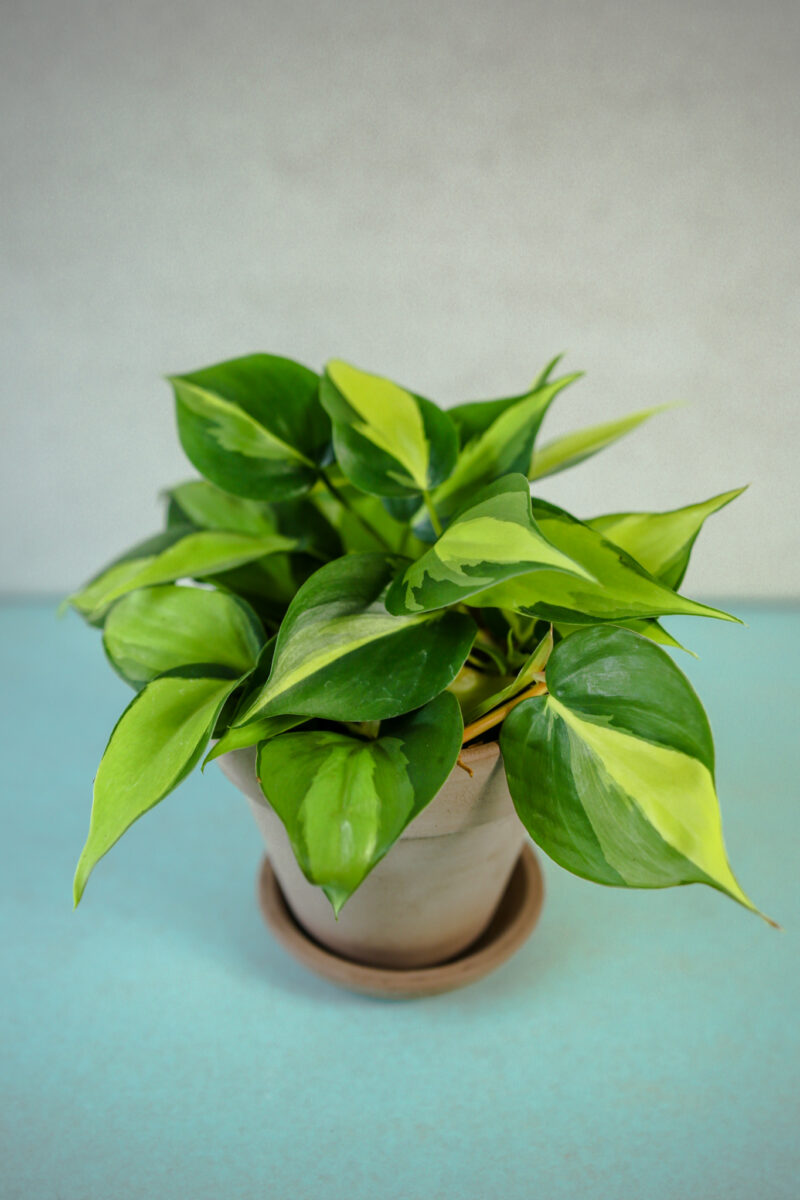 Philodendron scandens Brasil Philodendron scandens Brasil
